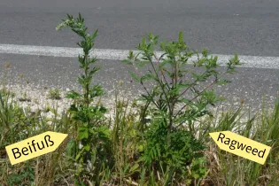 Verwechslungsgefahr: Der heimische, ungefährliche Beifuß und Ragweed